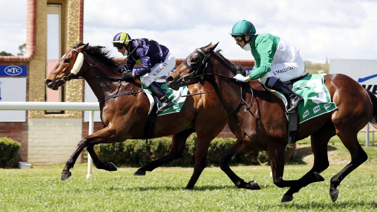 TOO STRONG: Hello China finished over the top of Dolphina to win the Country Hope Wagga Picnic Cup on Saturday. Picture: Les Smith