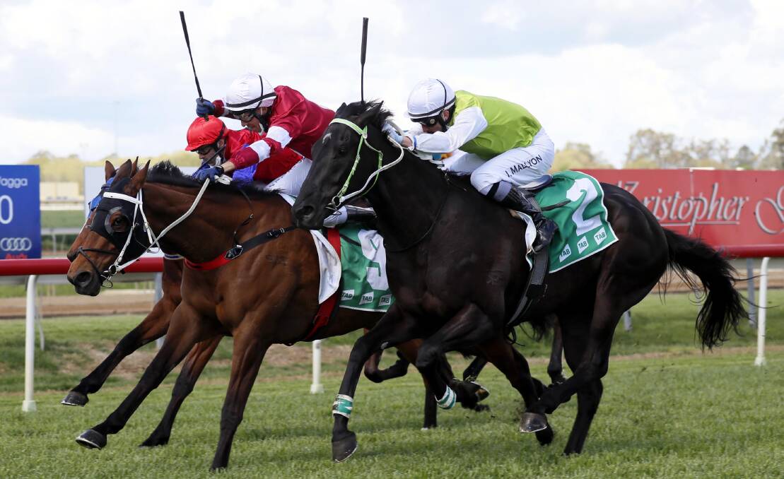BLANKET FINISH: Fromista (middle) just outlasted Weja (outside) and Cracking Dawn (inside) to win the GIO Wagga Handicap at Wagga's race meeting on Saturday. Picture: Les Smith