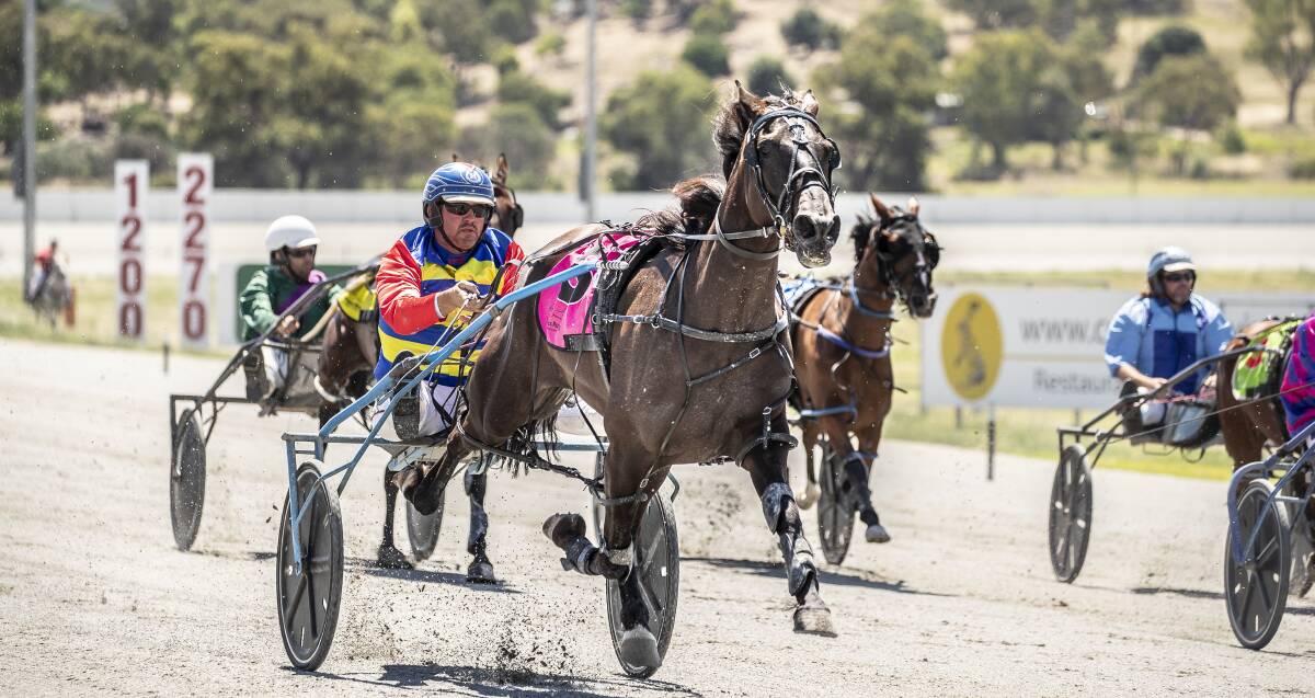 TOO GOOD: Brett Hogan's The Lurker powered home to win at Wagga's harness meeting on Monday. Picture: Ashley Smith