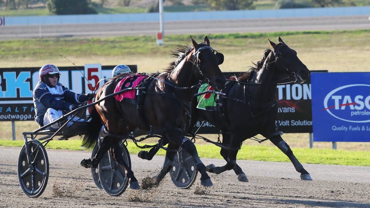 TOO CLASSY: Out To Play (outside horse) finished over the top of Muscle Factory in Tuesday's Riverina Championships colts and geldings heats at Wagga. Picture: Emma Hillier