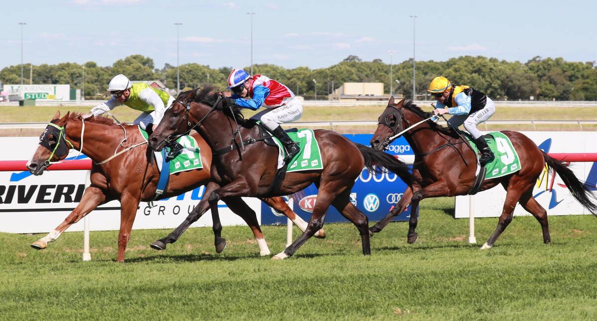 QUEENSLAND BOUND: Forever Newyork will race in Saturday's Magic Millions Country Cup on the Gold Coast after winning his last two starts at Wagga. 