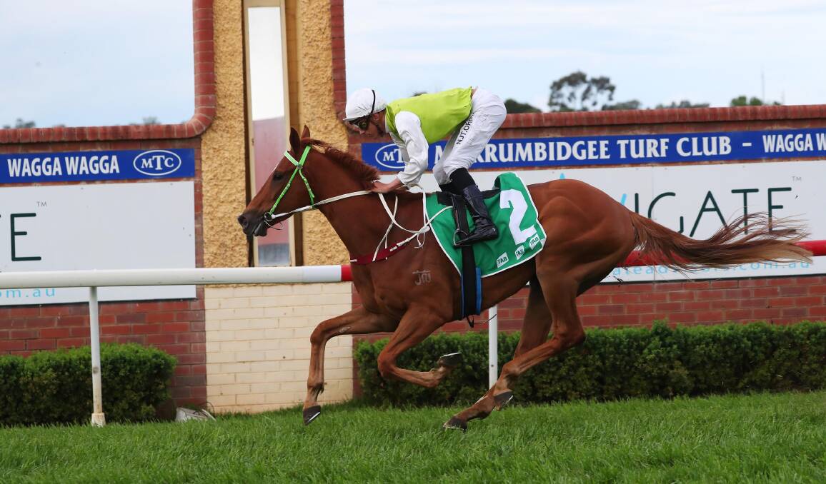 RISING STAR: Another One will shoot for another win at Randwick on Saturday in the Gary Colvin-trained gelding's last hitout before the SDRA Country Championships Qualifier at Wagga. Picture: Emma Hillier
