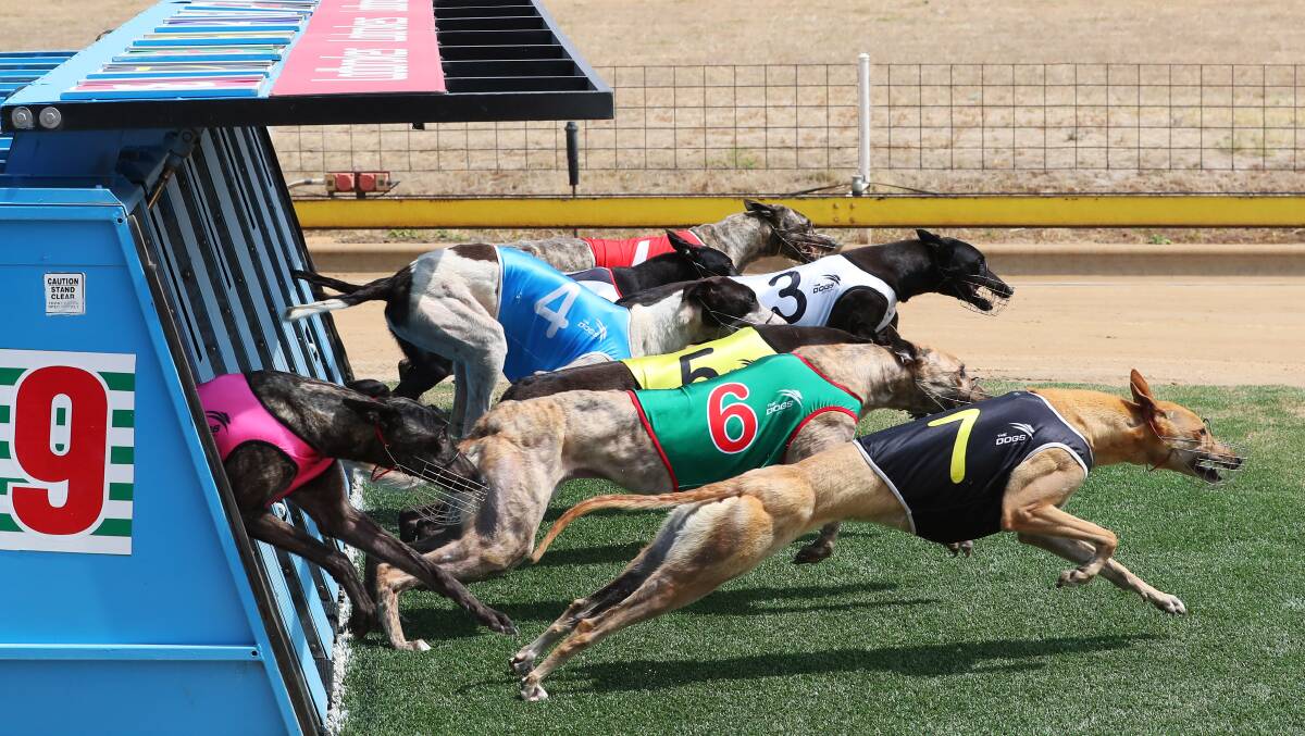 OFF AND RACING: Greyhounds emerge from the boxes for the Ladbrokes Cash In Stakes at Wagga on Friday, won by Maximum Refusal (number one). Picture: Emma Hillier