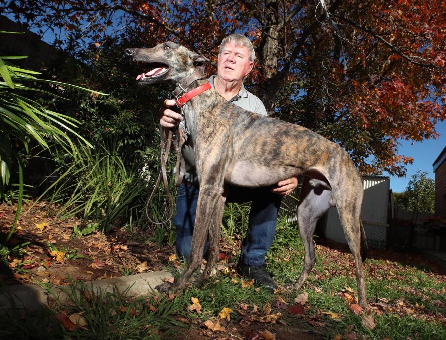 GOOD CHANCE: Wagga greyhound trainer and owner John Hartley with Million Dollar Chase semi final hope Tennessee Tiger. Picture: Les Smith