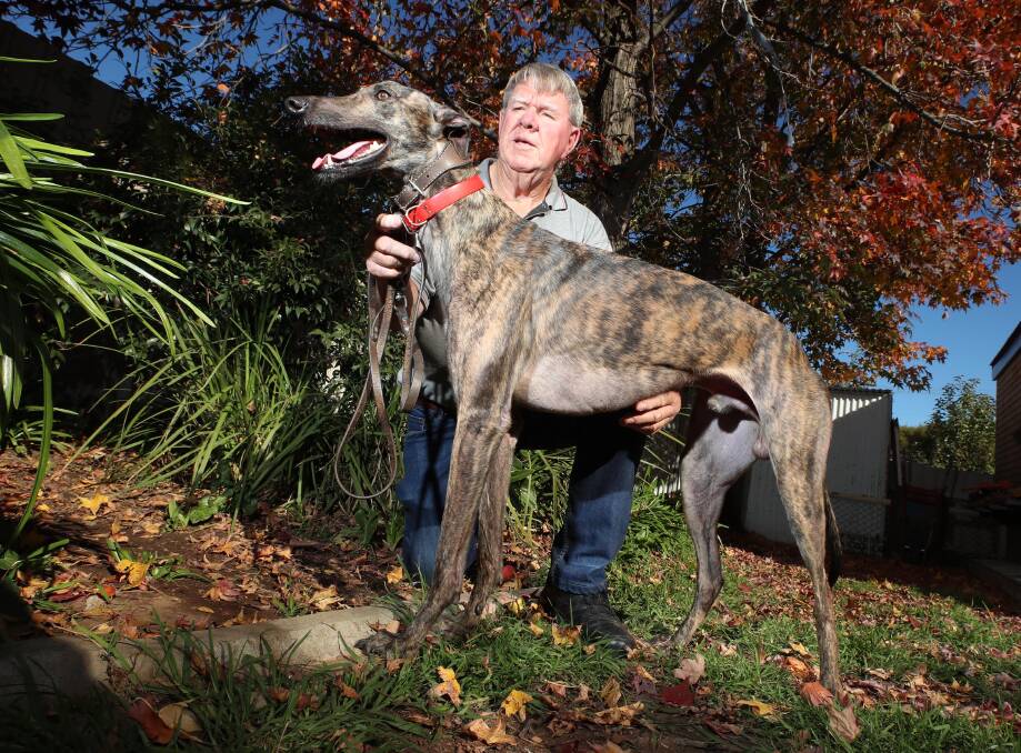 REDUCED RACING: Wagga trainer and owner John Hartley with leading greyhound Tennessee Tiger. Picture: Les Smith