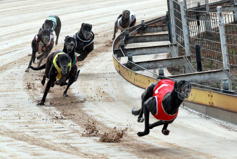 Extreme Riot proved far too strong for her rivals at Wagga on Friday. Picture: Les Smith