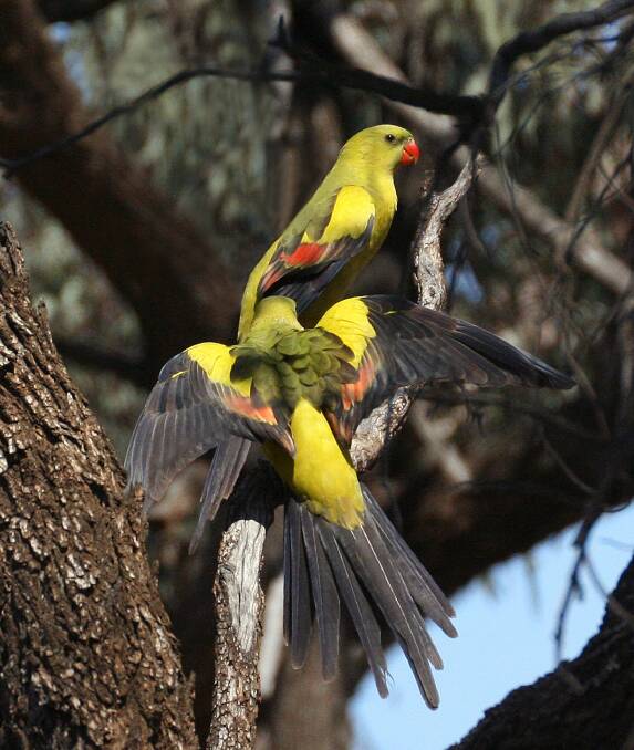 The eastern Regent Parrot from the Murray Darling Basin region. Picture: Chris Field 