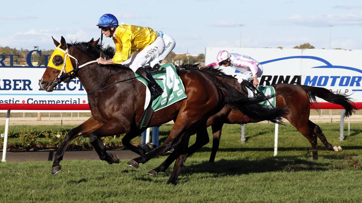 Lumber Dream is headed to Rosehill for the $120,000 TAB Highway Handicap (1500m) on Saturday. Picture by Les Smith