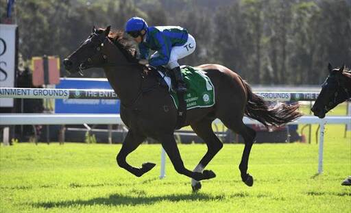 ON THE ROAD TO GUNDAGAI: Regal Stage will represent Gai Waterhouse and Adrian Bott in the Snake Gully Cup on Friday. Picture: www.gaiwaterhouse.com.au