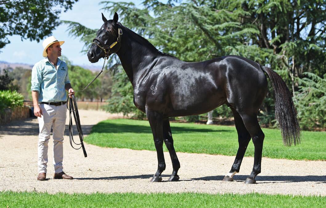NEW STALLION: Kooringal Stud manager Angus Lamont shows off Prized Icon, who will stand his first season this year. 