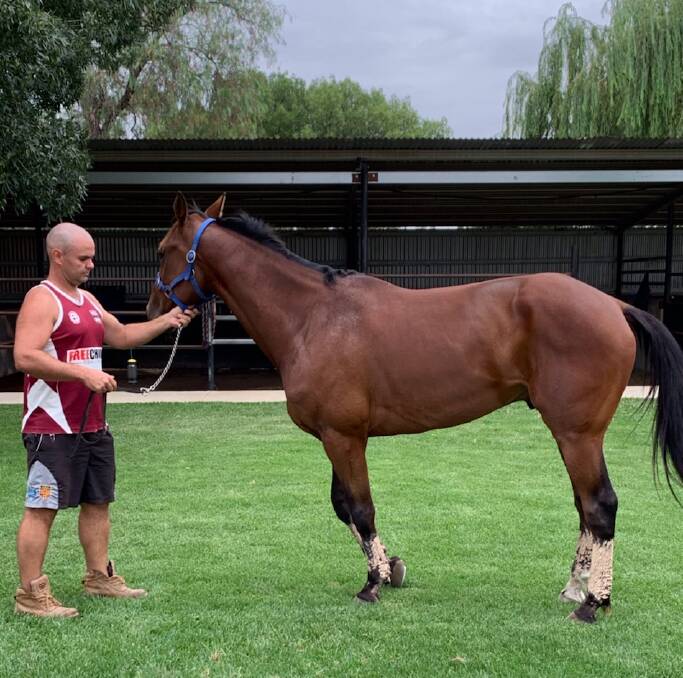 WELCOME ABOARD: Grant Coelli casts a look over his most recent purchase, Jodan, this week ahead of the Temora Pacers Cup on Saturday night. 