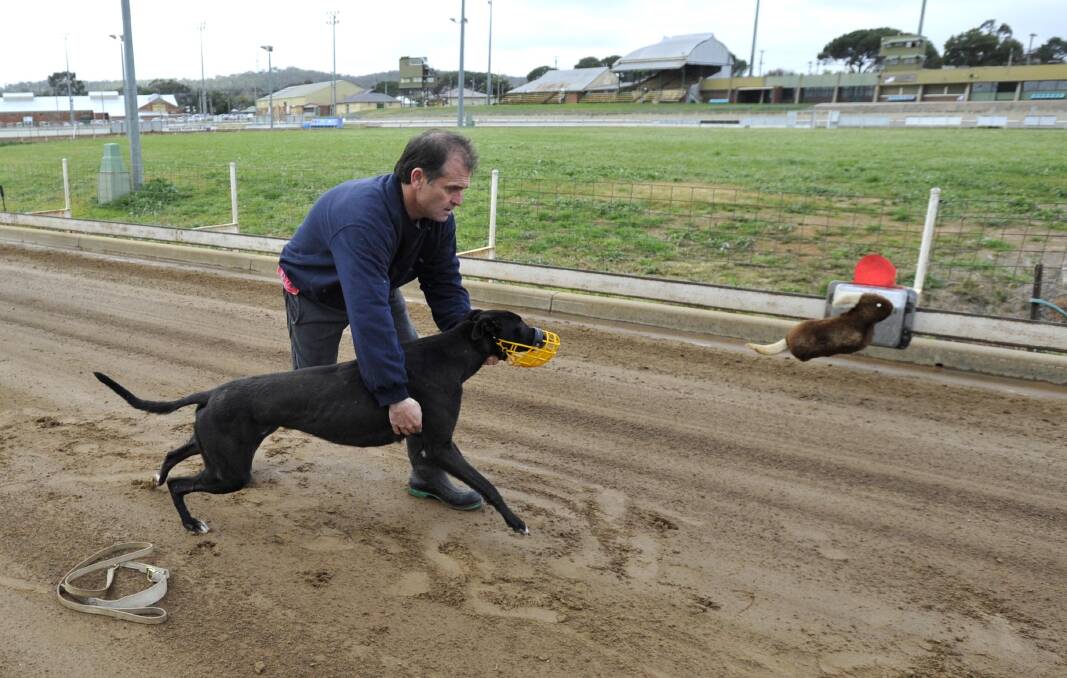 EXPERIENCED: Wagga trainer David Jones, pictured back in 2014, has another good dog in Paua Of Chloe, who will be racing at Wagga on Friday night.