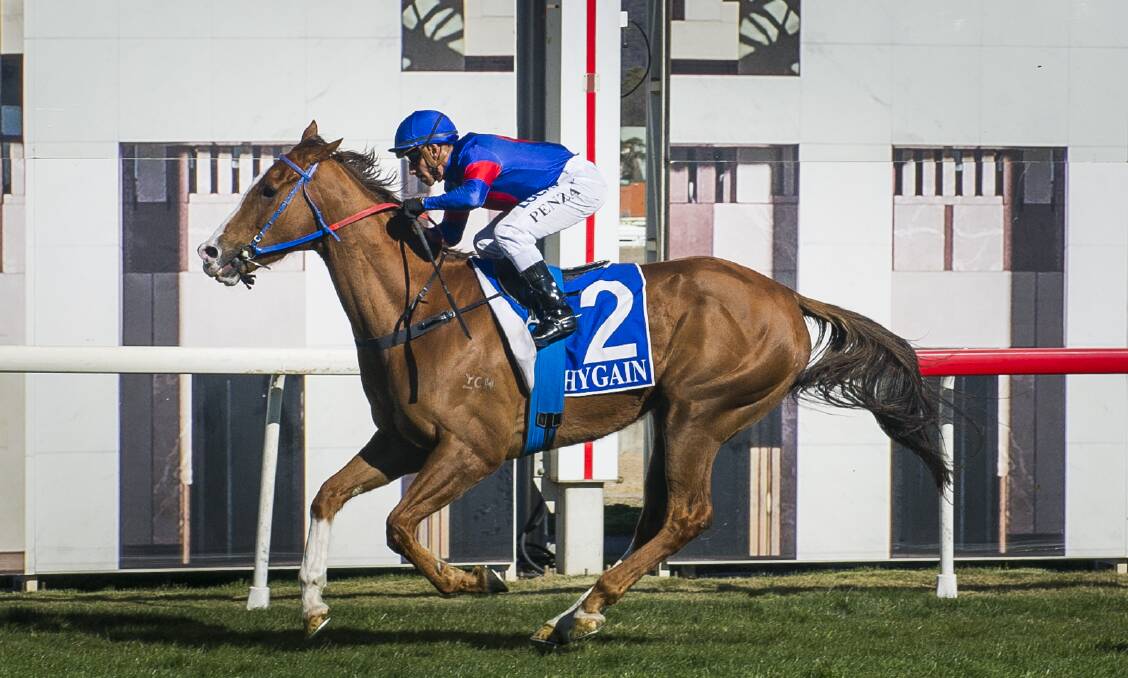 TOP WEIGHT: Canberra gelding Bring A Secret is set to carry the top weight in Friday's $70,000 Snake Gully Cup at Gundagai. Picture: Elesa Kurtz