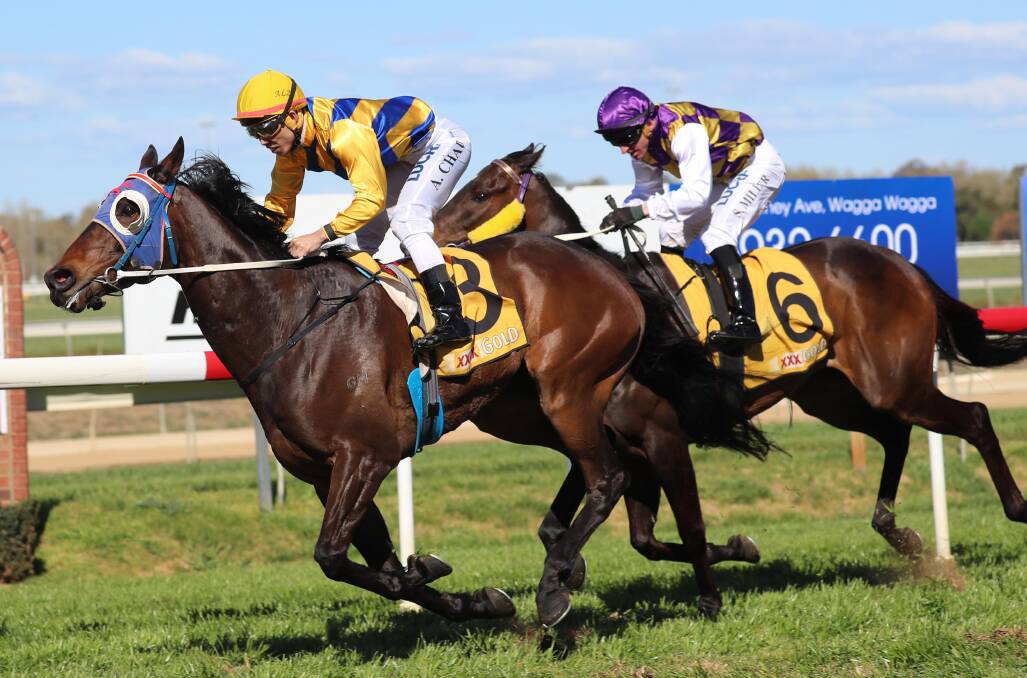 LEADER: Run Hoff Run leads the Wagga Stayers Series. He is nominated for the next heat at Murrumbidgee Turf Club on Monday.
