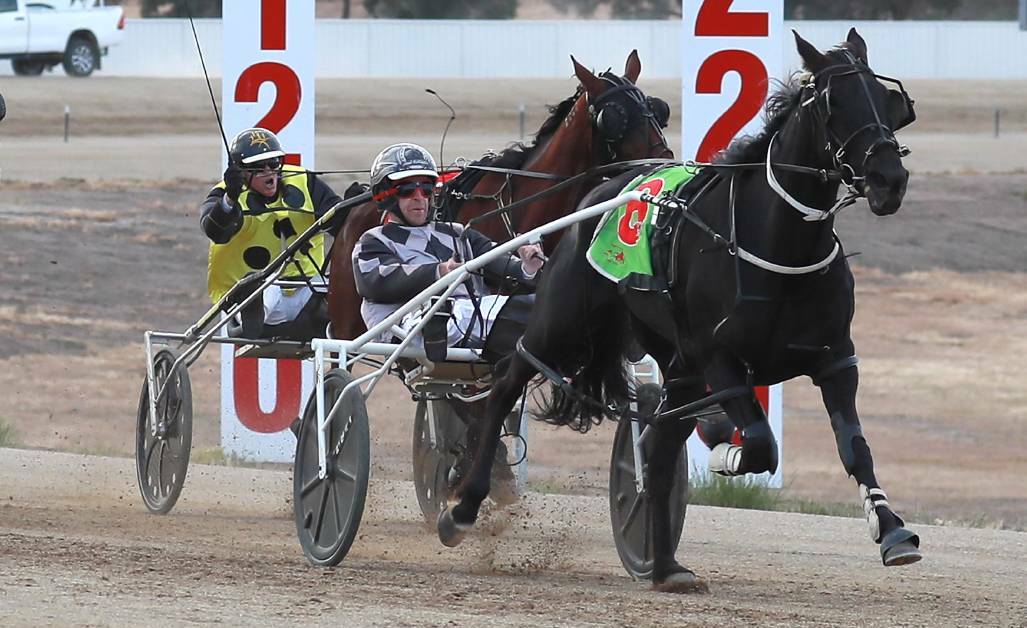 ONE AWAY: Wagga reinsman Jared Kahlefeldt will be looking to bring up win number 50 at Riverina Paceway on Saturday night.