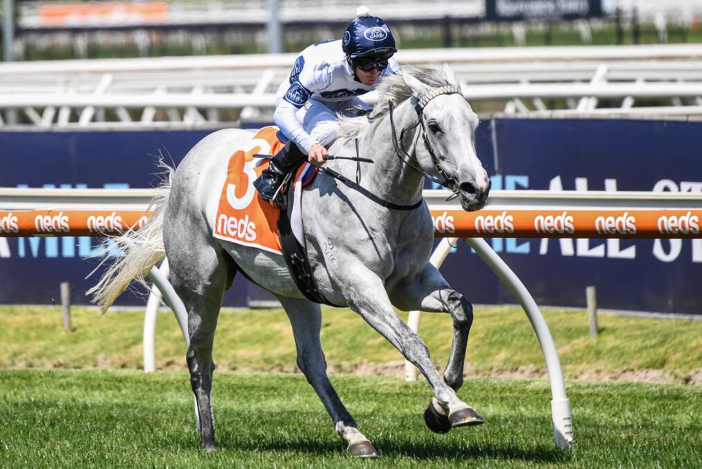 GORGEOUS GREY: Greysful Glamour, pictured winning at Caulfield, in February has been installed as favourite for Friday's $160,000 Wagga Gold Cup. Picture: Getty Images