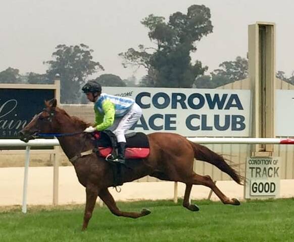 News Girl in her exhibition gallop at Corowa on Tuesday. Picture: Corowa Racing Club