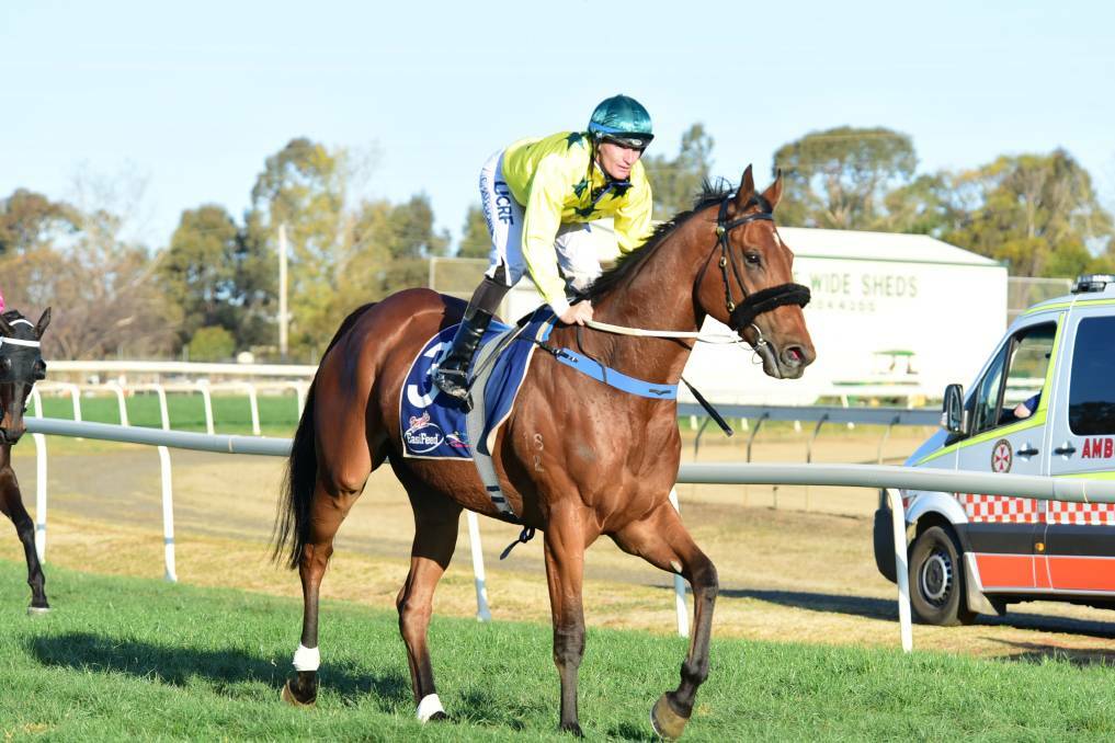 CUP CONTENDER: Clayton Gallagher returns on Brazen after winning the Dubbo Gold Cup last September. Picture: Paige Williams