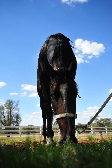 Lady Mironton at Wayne Carroll's stables. Picture: John Gray