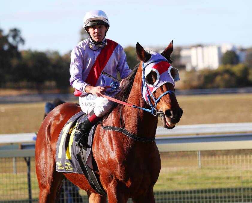 Itsa Fait Accompli, pictured with Nick Souquet in the saddle after his Narrandera Cup win last month. Picture: Emma Hillier