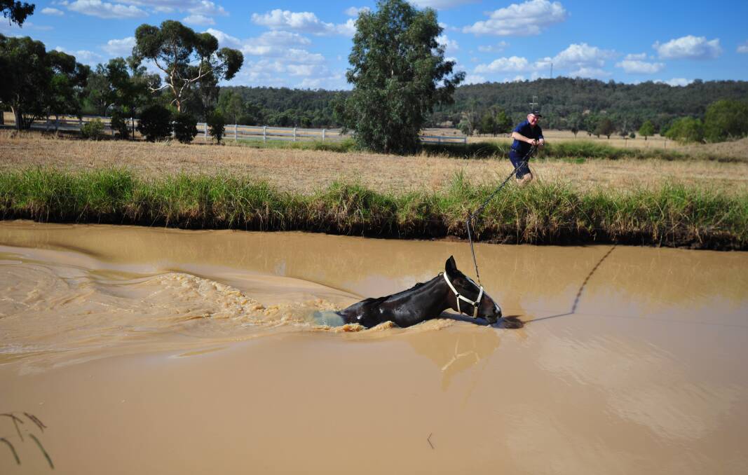 Carroll gives Lady Mironton a swim at his training property. Picture: John Gray