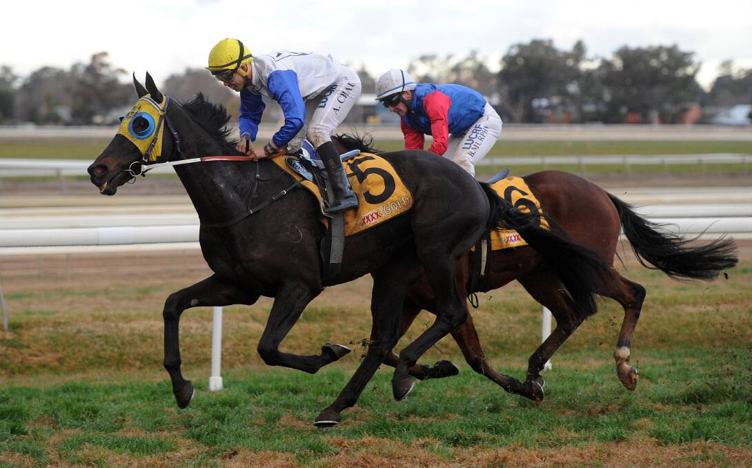 DURABLE: Gentleman Max will chase his second win within a week at Murrumbidgee Turf Club on Sunday. 
