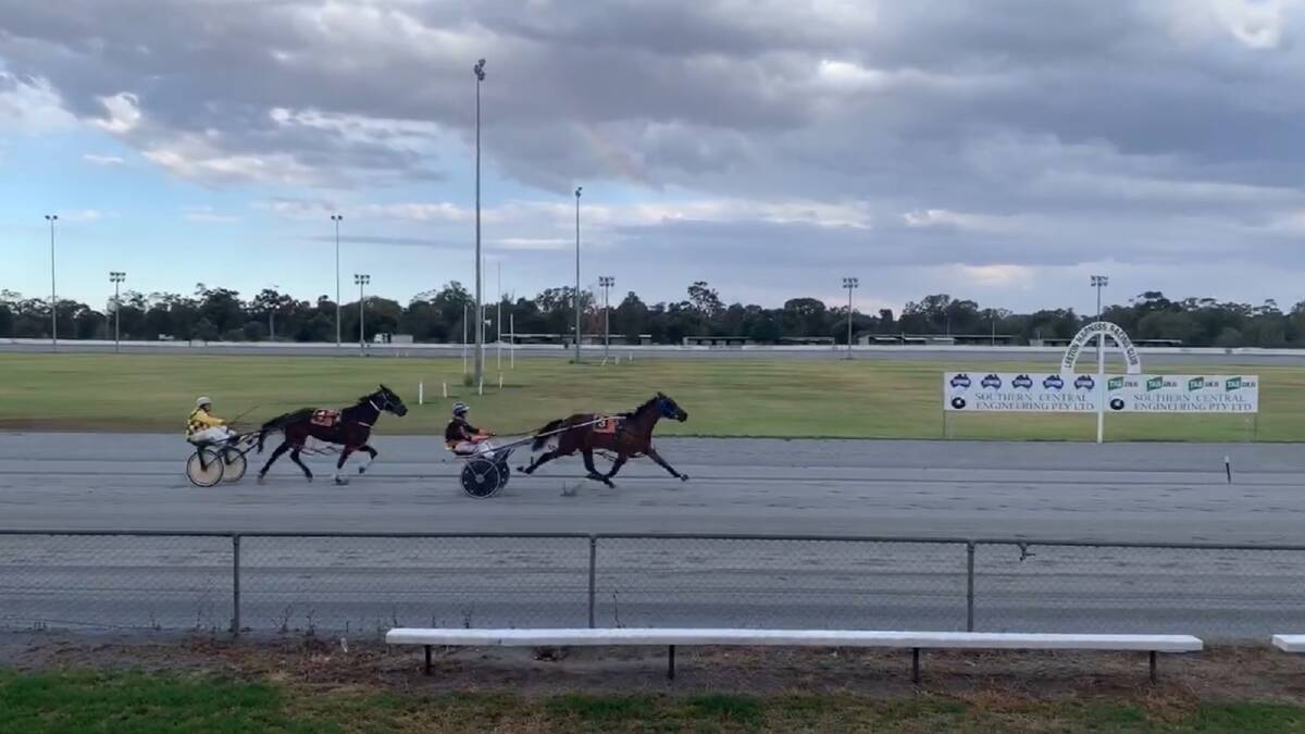 Realnspectacular in action at the Leeton trials.