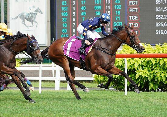 SPECIAL MOMENT: Danny Beasley guides Lim's Lightning to victory in the Singapore Gold Cup (2000m) last Sunday. Picture: Singapore Turf Club