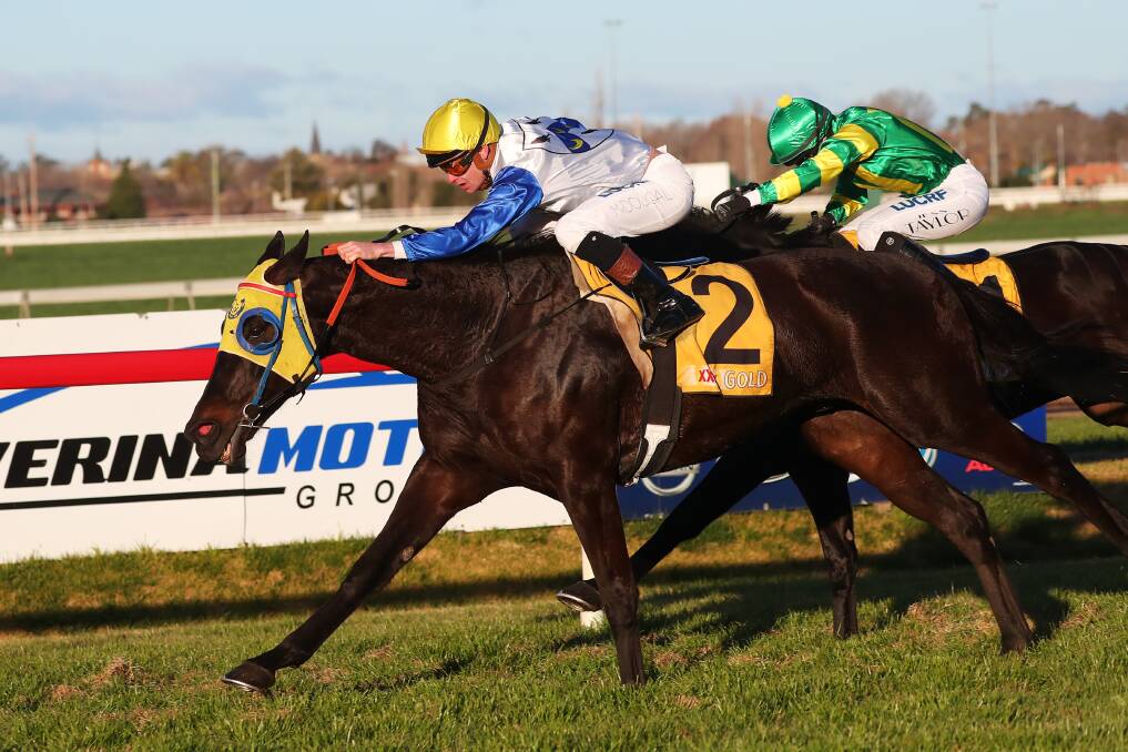 OLD MARVEL: Gentleman Max wins the Pat Hyland Open Handicap (1400m) at Wagga on Sunday. Pictures: Emma Hillier