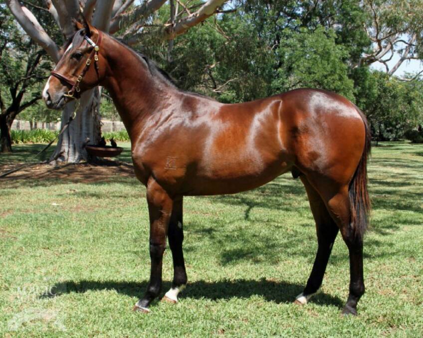 The Brothers War x Maltese yearling that Kooringal Stud will offer up at the Magic Million Yearling Sales on Wednesday.