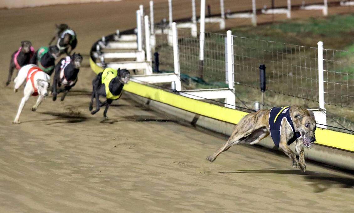 BIGGER AND BETTER: Good Odds Buddy taking out the 2019 Cup at Wagga. Picture: Les Smith