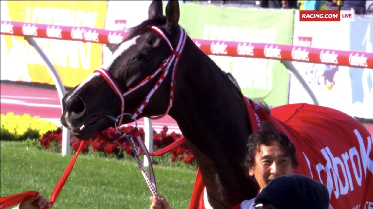 Lys Gracieux after winning the Cox Plate on Saturday.