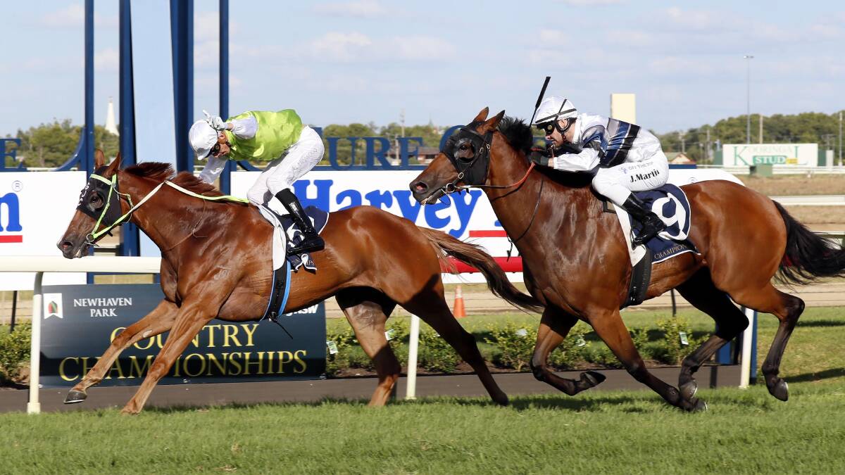 CLOSE FINISH: Tap N Run closed within a half length of Another One in Saturday's $150,000 SDRA Country Championships Qualifier (1400m). Picture: Les Smith