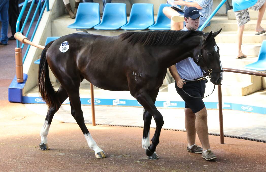 Awesome Pluck at the Inglis Classic Sales.