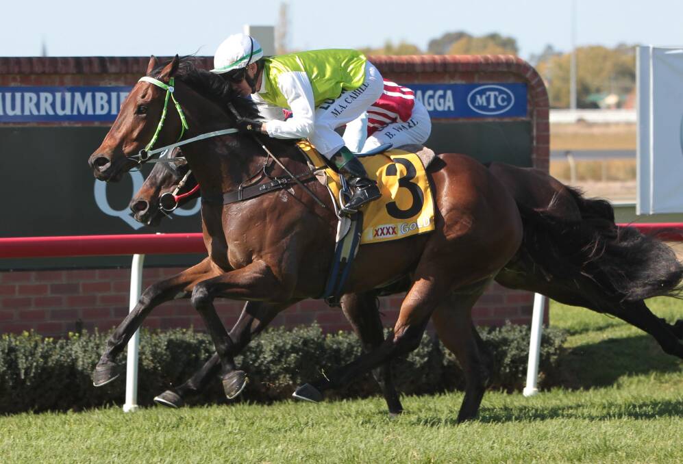 Snippet Of Gold was an impressive winner at Albury on Tuesday.