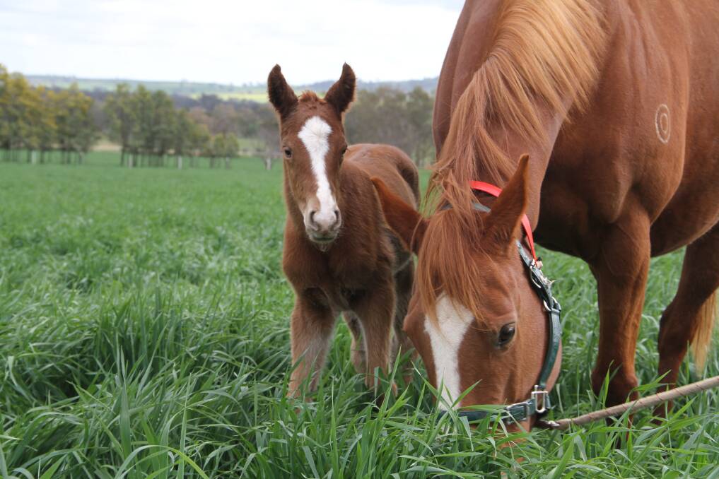 CRACKING TYPE: Kooringal Stud welcomed their first progeny of Prized Icon on Wednesday, a filly, pictured here with her mum Cosmic View.