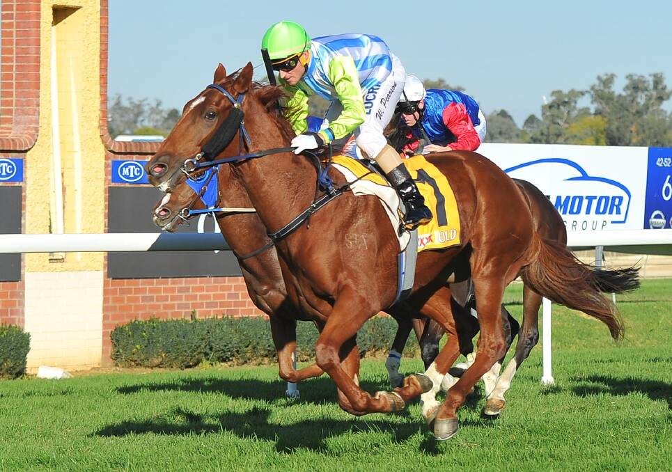 SERIOUS TALENT: Challenge Accepted winning at Wagga back in 2016. He will make his comeback at Wodonga on Friday.