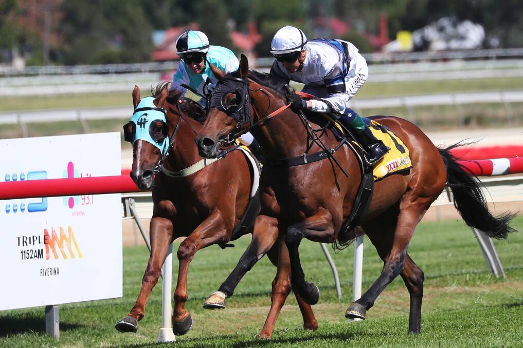UNLIKELY: Albury stayer Spunlago (right) is an 'unlikely' runner in Friday's SNake Gully Cup after being allocated 61.5 kilograms for the Gundagai feature. Picture: Emma Hillier