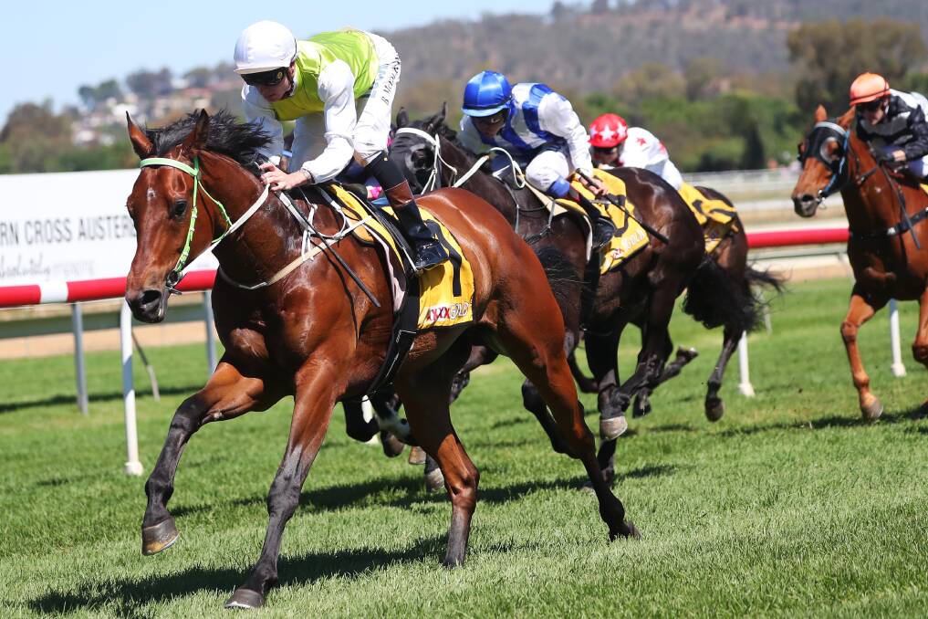 HIGHWAY BOUND: Tully Toff, pictured winning at Wagga, will race at Newcastle on Saturday. Picture: Emma Hillier