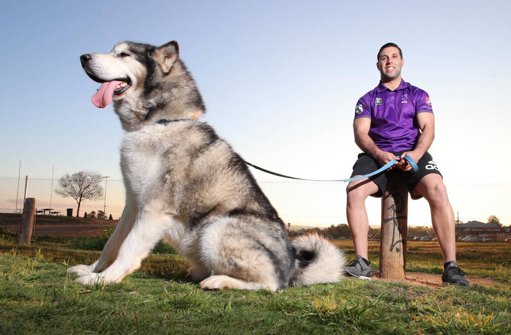 HOPEFUL: Southcity five-eighth Nathan Rose, pictured with his six-year-old Alaskan Malamute pup Juddy, hopes to return from injury in Sunday's qualifying final against Tumut. Picture: Les Smith