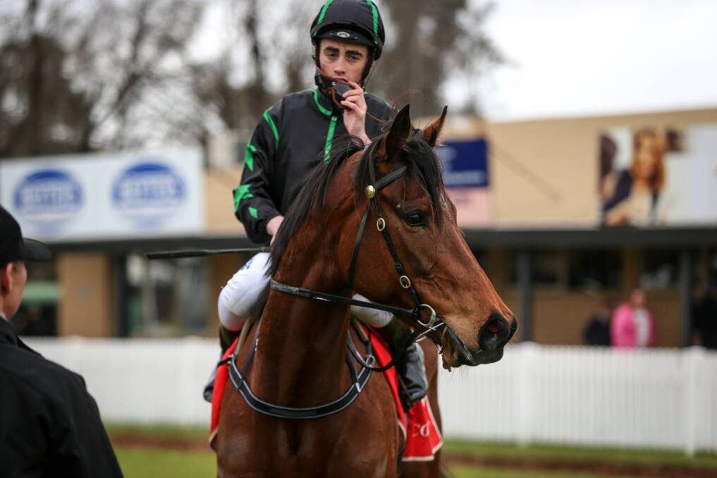 Carano returns after her last-start Albury win. Picture: The Border Mail