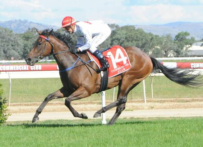 UNBEATEN: Well In Sight is likely to back up at Flemington on Saturday in the $750,000 Inglis Sprint (1200m).