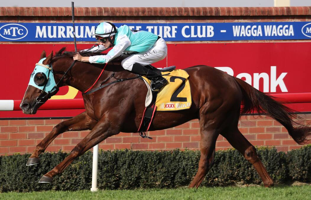 Class Clown is a $81 chance for the Wodonga Gold Cup.
