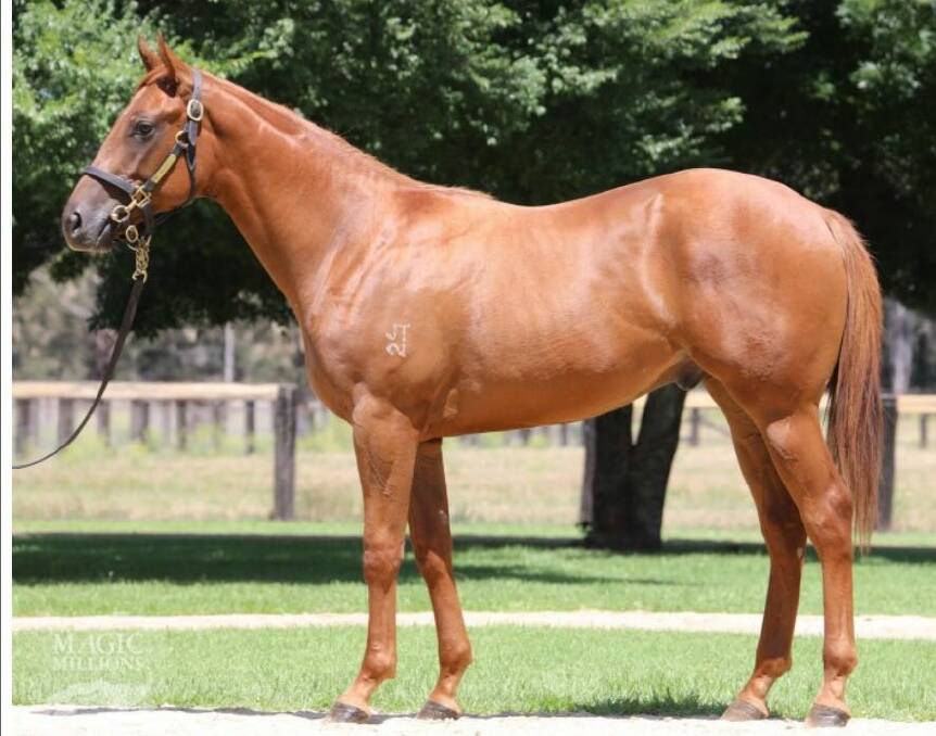 IN DEMAND: The Star Witness colt out of My Dear Friend that fetched $310,000 at Magic Millions Yearling Sale on Thursday. 