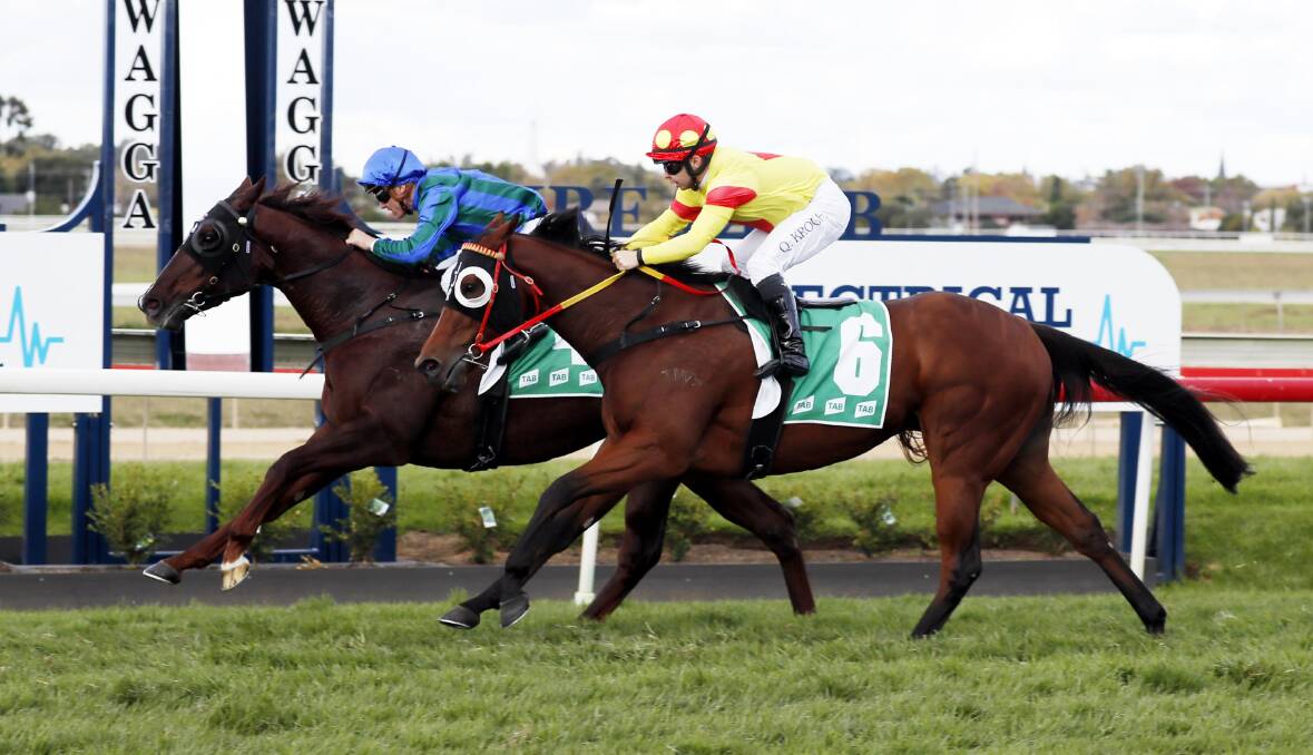 Manderboss runs a close second behind Publicist in the MTC Guineas last year. Picture by Les Smith