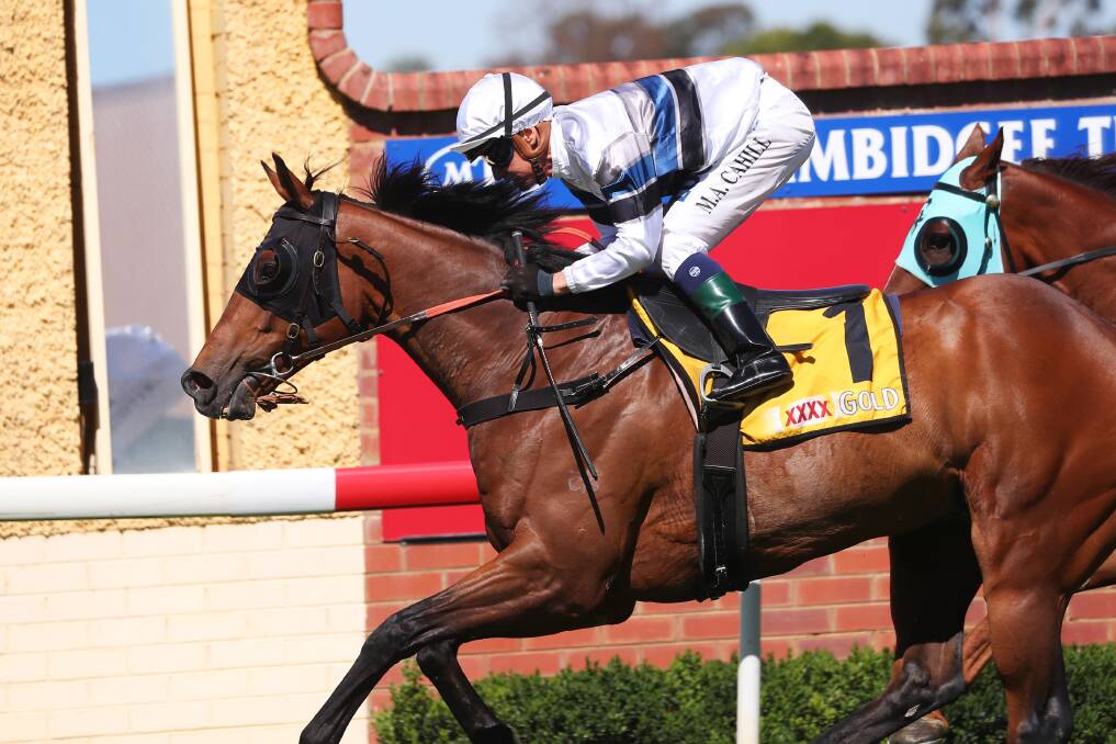 BIG ASK: Spunlago wins the Ted Ryder Cup in December at Wagga. He will resume carrying 63 kilograms at Murrumbidgee Turf Club on Thursday. Picture: Emma Hillier