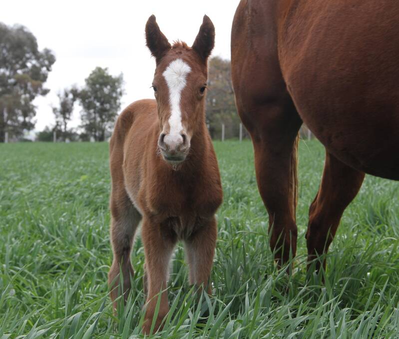 The Prized Icon filly, out of Mossman mare Cosmic View.