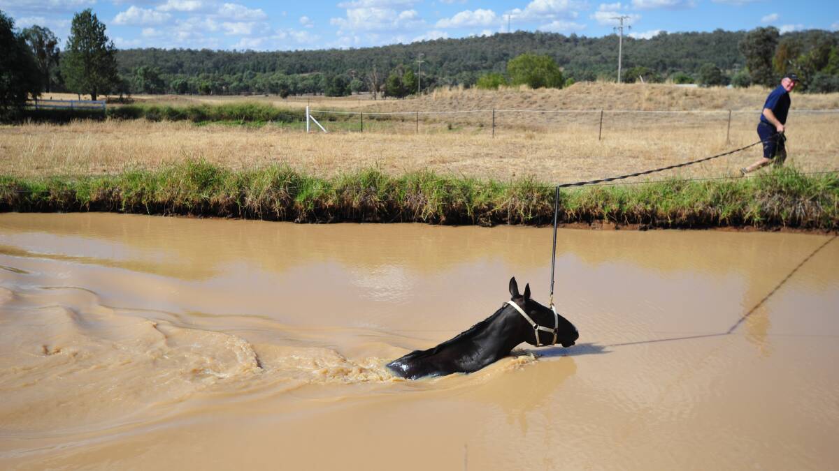 Carroll gives Lady Mironton a swim at his property. Picture: John Gray
