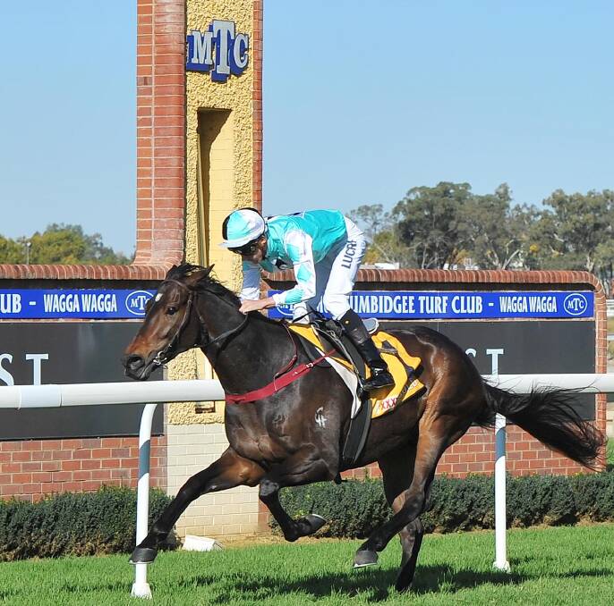 VALUE: High Opinion returns to his old stomping ground looking to go one better in this year's Wagga Gold Cup.