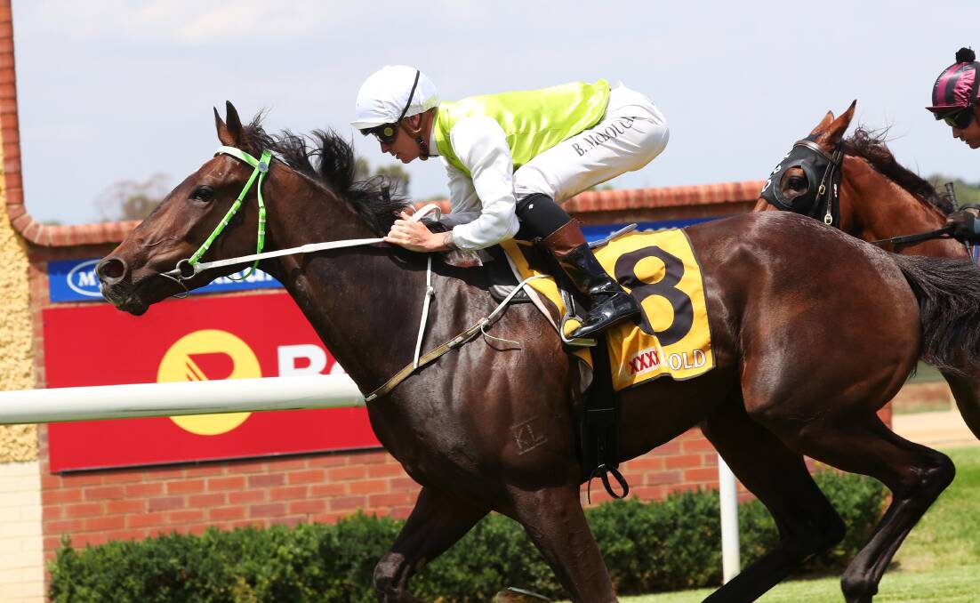 LEADING CHANCE: The Chaplain looms as the best of Gary Colvin's chances at Wagga on Saturday.